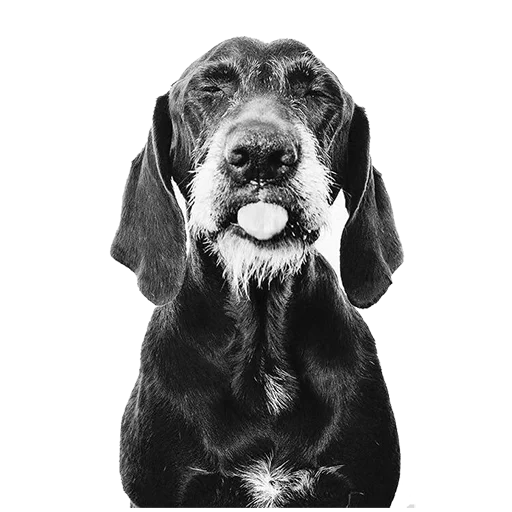 😑 Стикер «dogs!» для Telegram