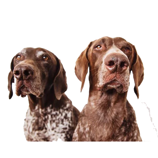 👥 Стикер «dogs!» для Telegram