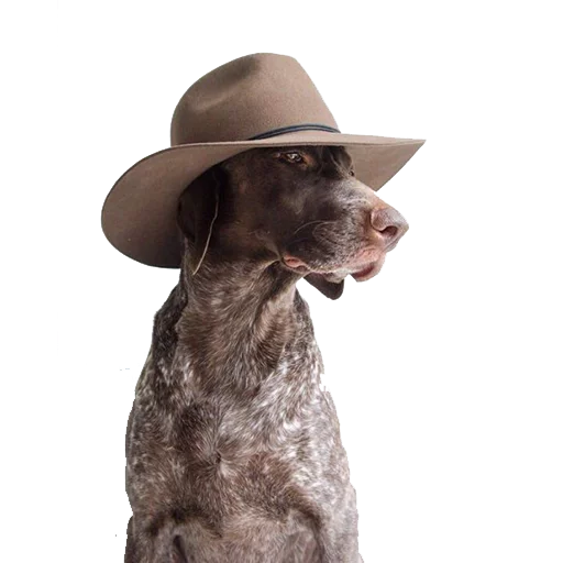 😎 Стикер «dogs!» для Telegram