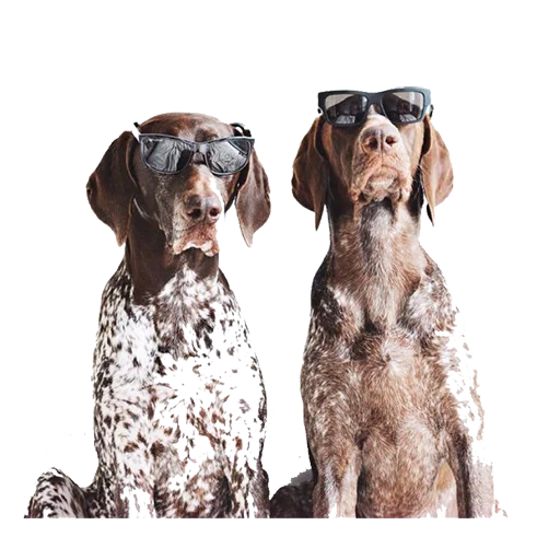 👥 Стикер «dogs!» для Telegram