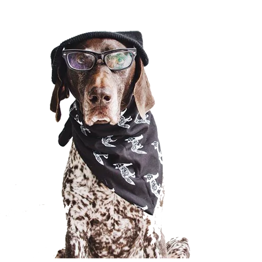 😎 Стикер «dogs!» для Telegram