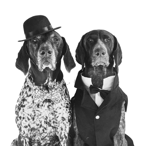 👥 Стикер «dogs!» для Telegram