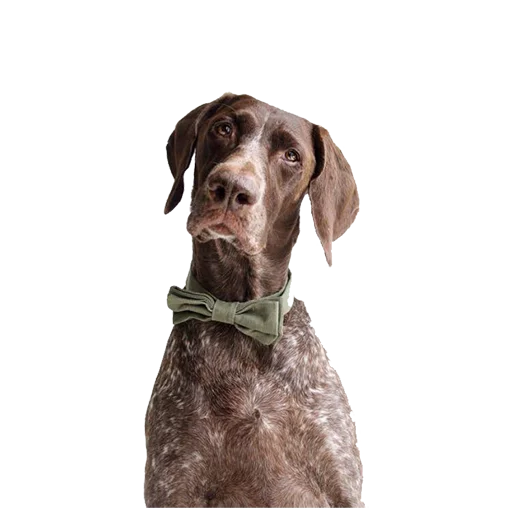 😒 Стикер «dogs!» для Telegram