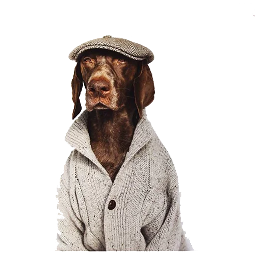😎 Стикер «dogs!» для Telegram
