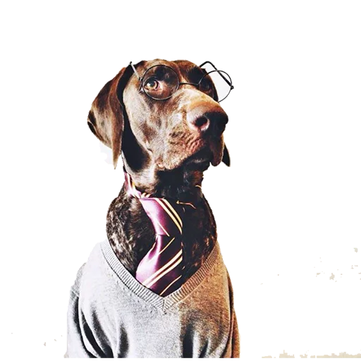 😎 Стикер «dogs!» для Telegram