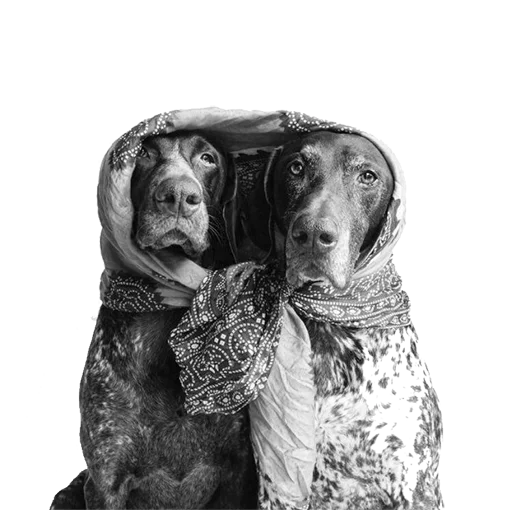 👥 Стикер «dogs!» для Telegram