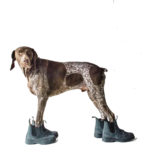 👞 Стикер «dogs!» для Telegram