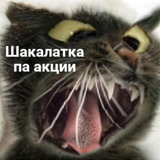 🍫 Стикер «Чилипиздрик» для Telegram