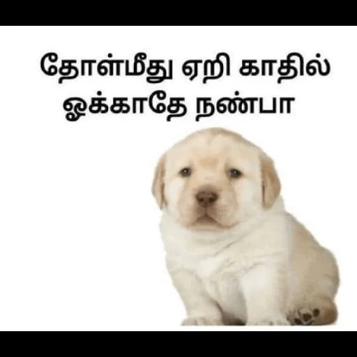 ⚡ Стикер «Cheemsda» для Telegram