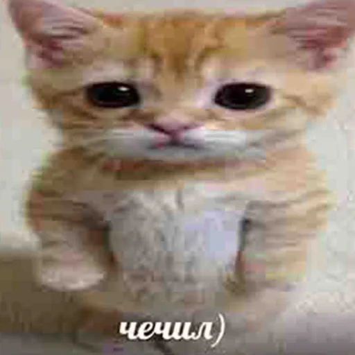 😸 Стикер «чткл» для Telegram