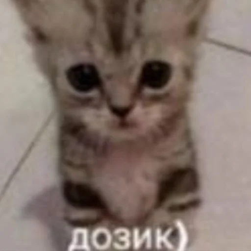Стикерпак чткл для Telegram