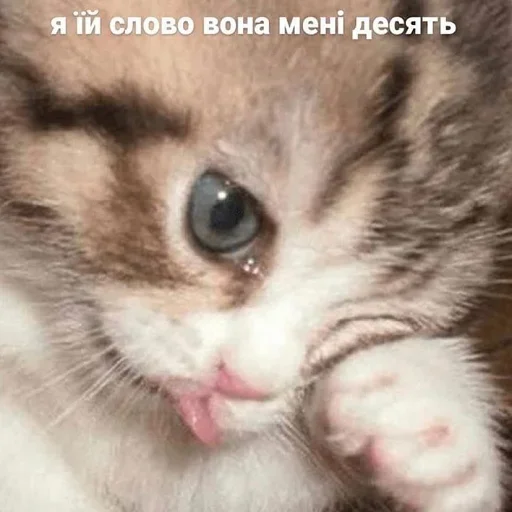 😩 Стикер «Стікери чела з Оболоні» для Telegram