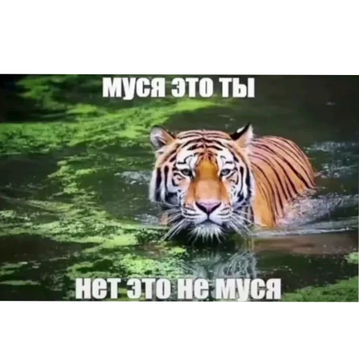🐯 Стикер «актуалочка» для Telegram