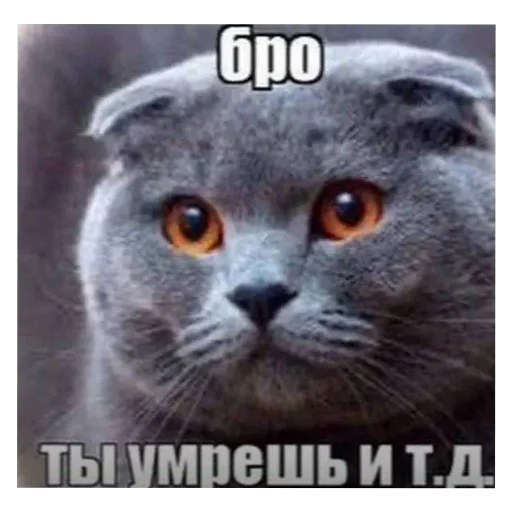 🐱 Стикер «актуалочка» для Telegram