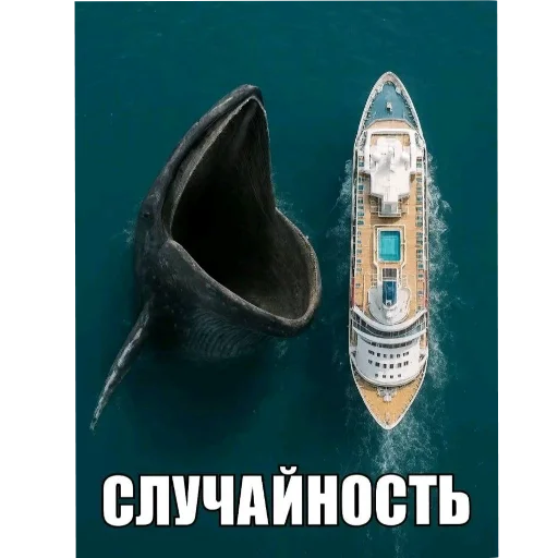 🦈 Стикер «актуалочка» для Telegram