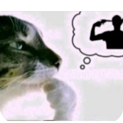 🐱 Стикер «актуалочка» для Telegram