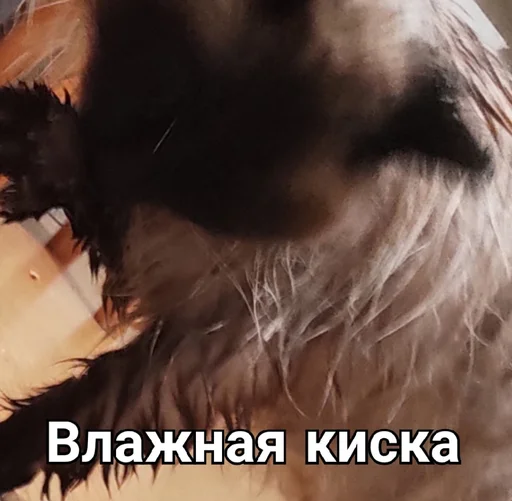 🐱 Стикер «Черномырдин» для Telegram