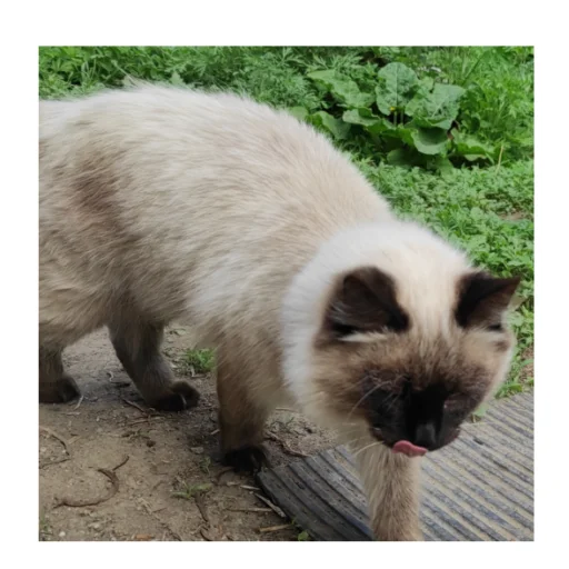 😋 Стикер «Черномырдин» для Telegram