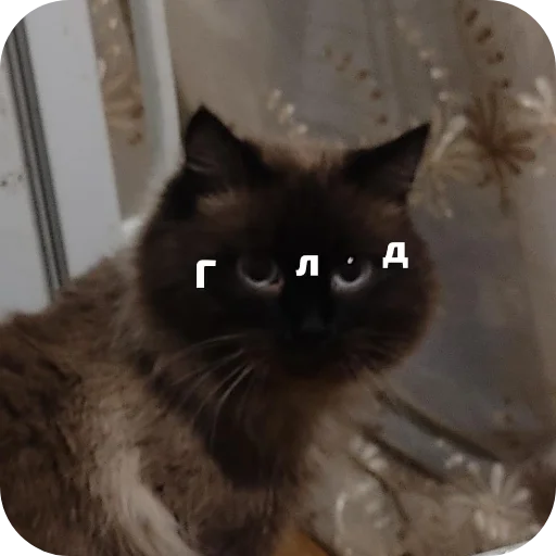 🐱 Стикер «Черномырдин» для Telegram