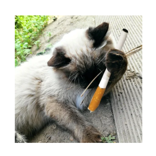 🚬 Стикер «Черномырдин» для Telegram