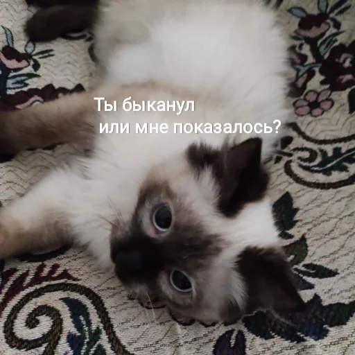 😡 Стикер «Черномырдин» для Telegram