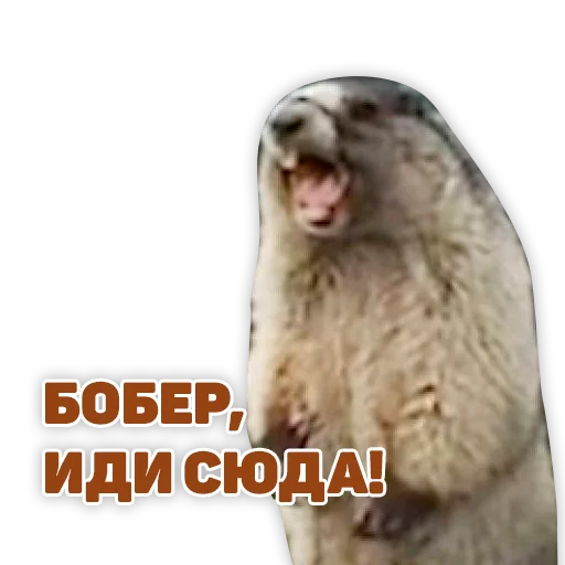 🐿 Стикер «ChessMaster» для Telegram