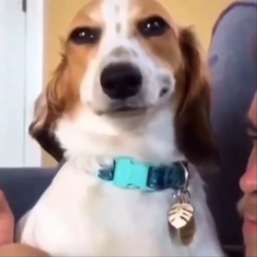 🐕 Стикер «Четырёх лапые братья» для Telegram