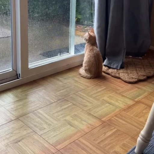 🐈 Стикер «Четырёх лапые братья» для Telegram