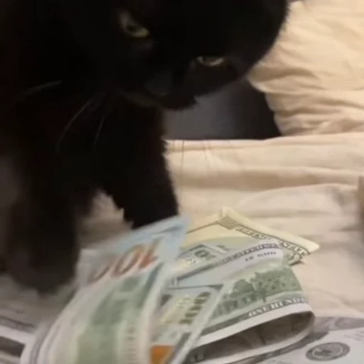🐈 Стикер «Четырёх лапые братья» для Telegram