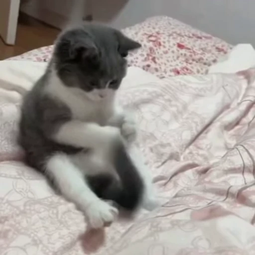 🐈 Стикер «Четырёх лапые братья» для Telegram