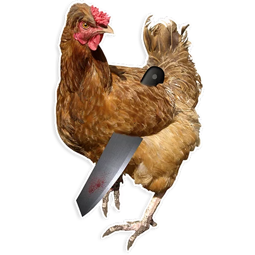 🐓 Стикер «Куры» для Telegram