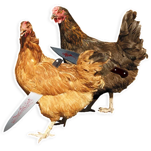 🐓 Стикер «Куры» для Telegram