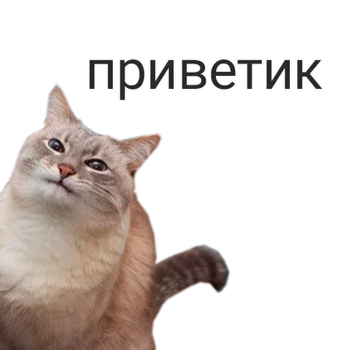 🤨 Стикер «Чик Пик и нет пиписи» для Telegram