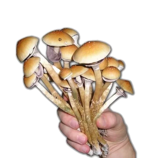🍄 Стикер «детство» для Telegram