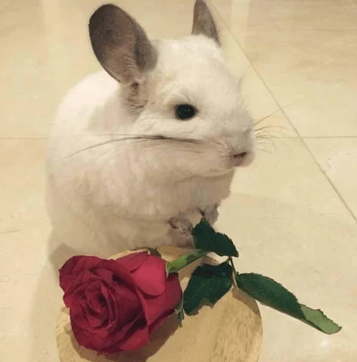 Стикерпак Cool Chinchilla для Telegram