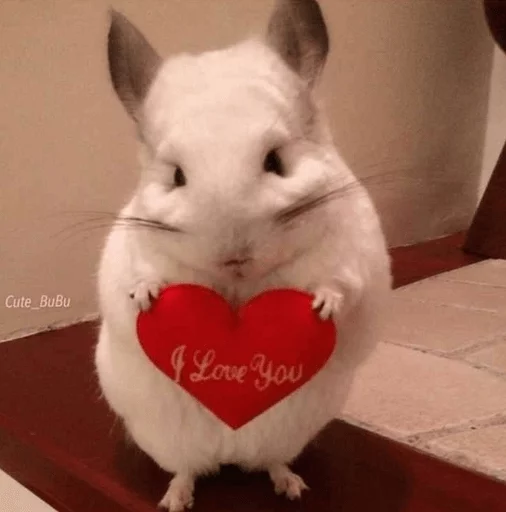 ❤️ Стикер «Cool Chinchilla» для Telegram