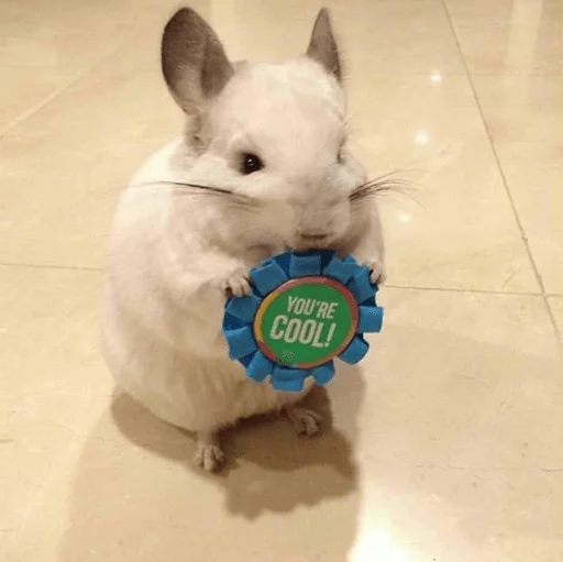 🏅 Стикер «Cool Chinchilla» для Telegram