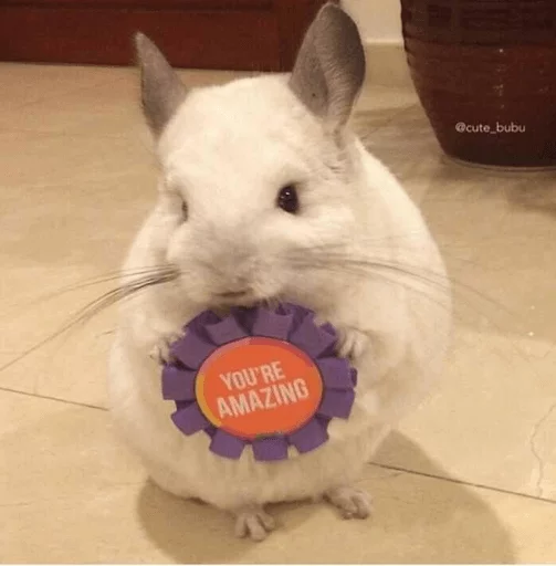 🏅 Стикер «Cool Chinchilla» для Telegram