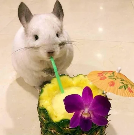 🍹 Стикер «Cool Chinchilla» для Telegram