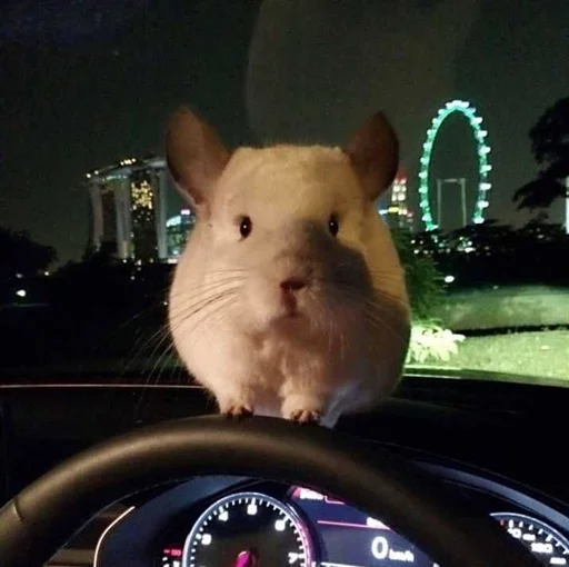 😐 Стикер «Cool Chinchilla» для Telegram