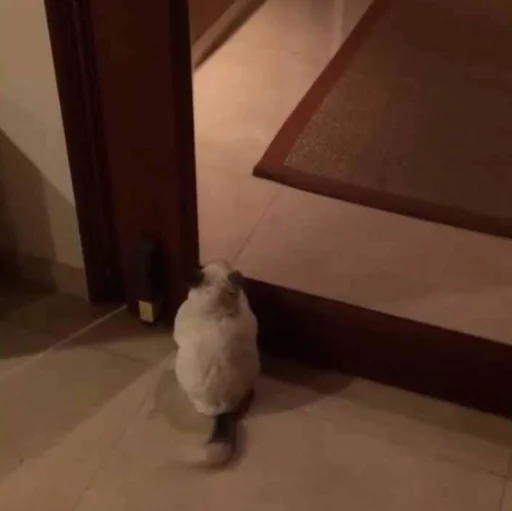 👀 Стикер «Cool Chinchilla» для Telegram
