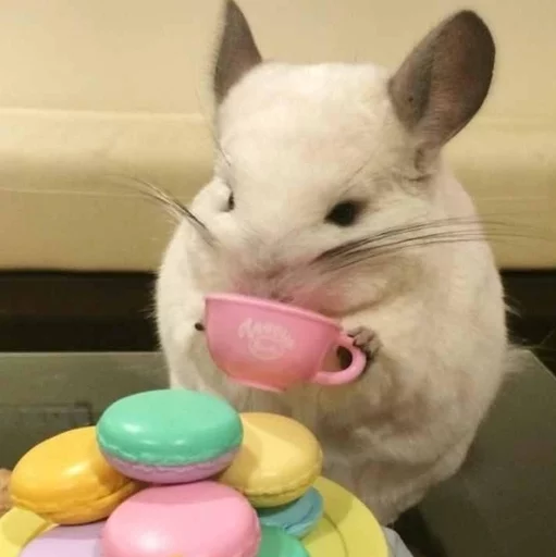 ☕️ Стикер «Cool Chinchilla» для Telegram