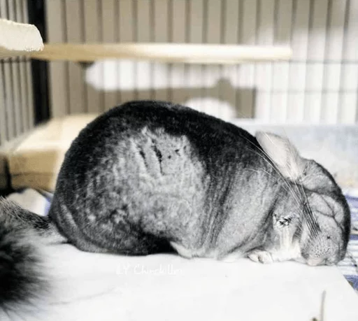 😴 Стикер «Cool Chinchilla» для Telegram