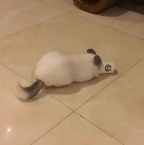 😋 Стикер «Cool Chinchilla» для Telegram
