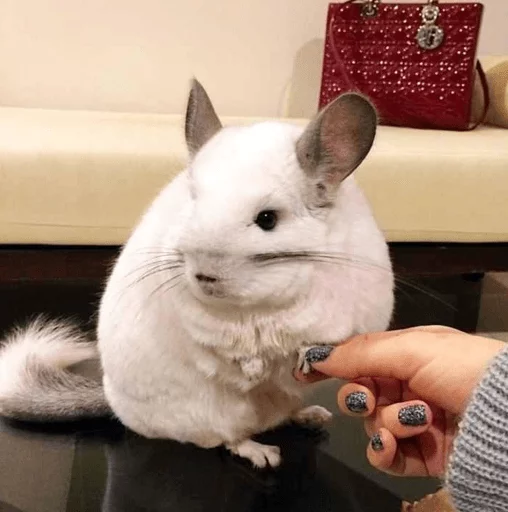 😊 Стикер «Cool Chinchilla» для Telegram