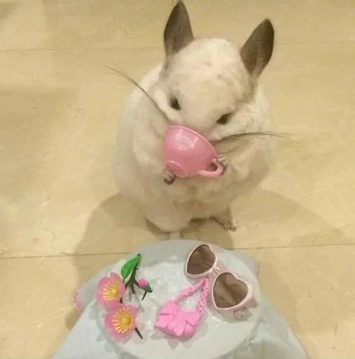 ☕️ Стикер «Cool Chinchilla» для Telegram