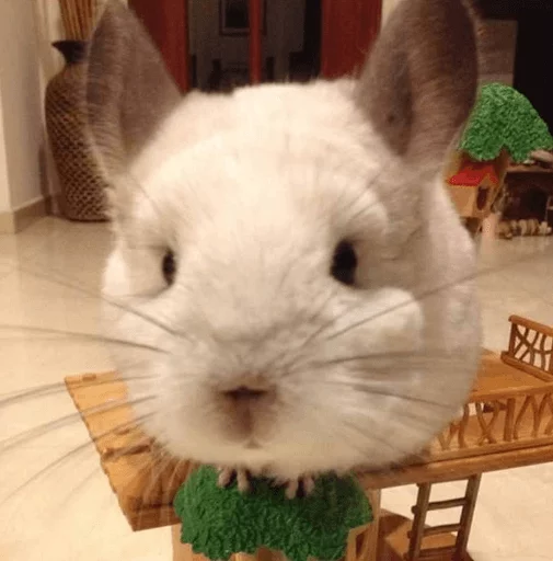 👀 Стикер «Cool Chinchilla» для Telegram