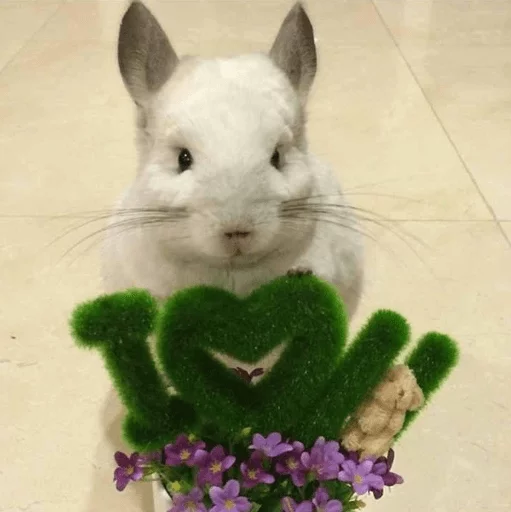 💚 Стикер «Cool Chinchilla» для Telegram