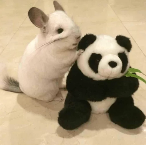 🐼 Стикер «Cool Chinchilla» для Telegram