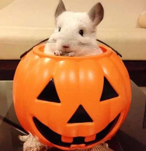 🎃 Стикер «Cool Chinchilla» для Telegram